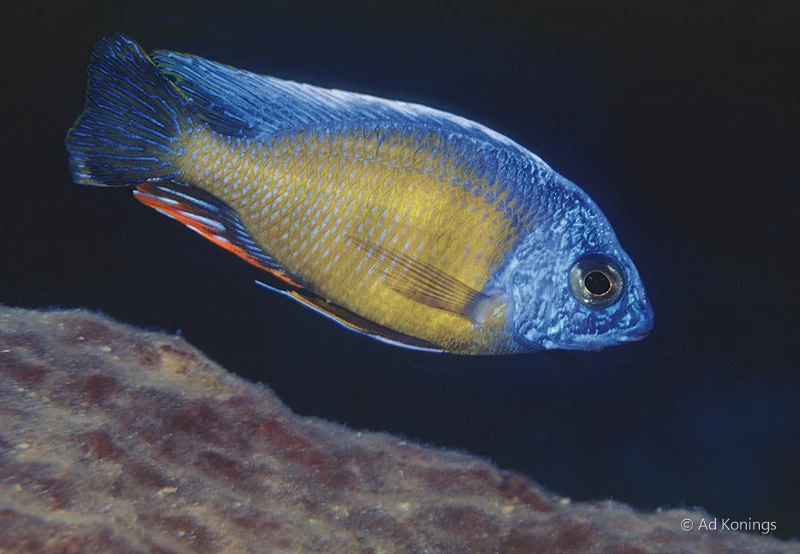 Taiwan Reef cichlid in Lake Malawi, with a blue head, golden flanks and a pale upper ridge, swimming above a rock.