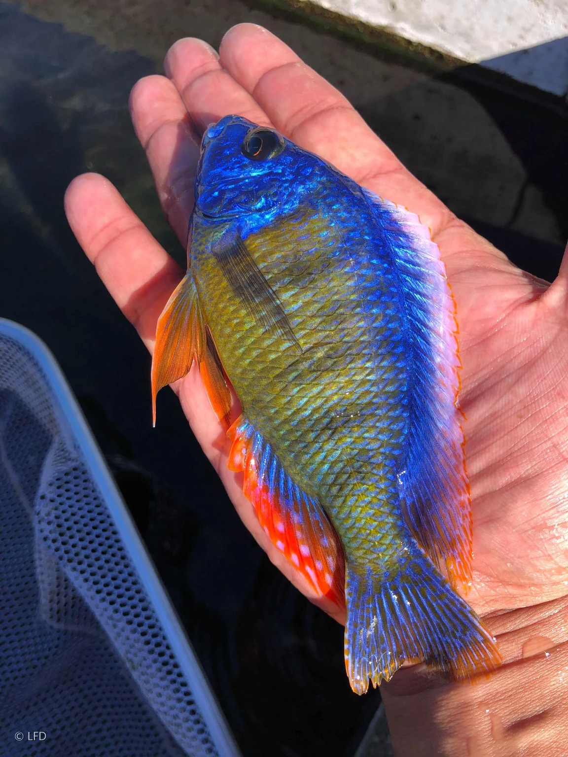 Taiwan Reef cichlid resting in a hand at the farm, with a blue head, golden flanks and orange-red fins.