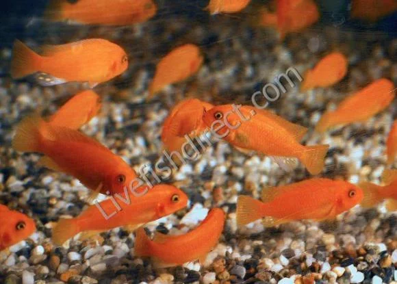 A group of vivid orange-red Red Zebra cichlids