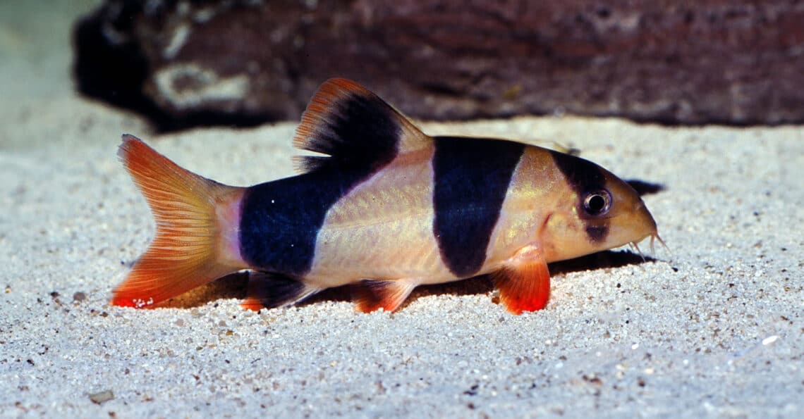 Clown loach bottom feeder