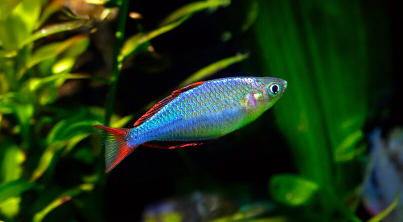 Colorful community fish