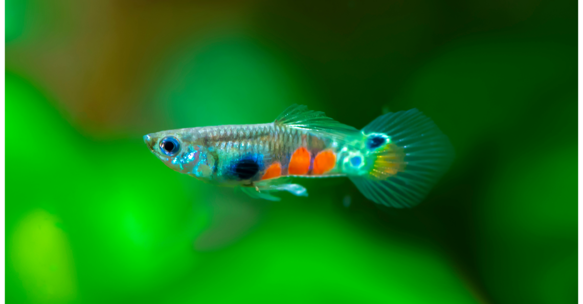 Colorful Endler guppy