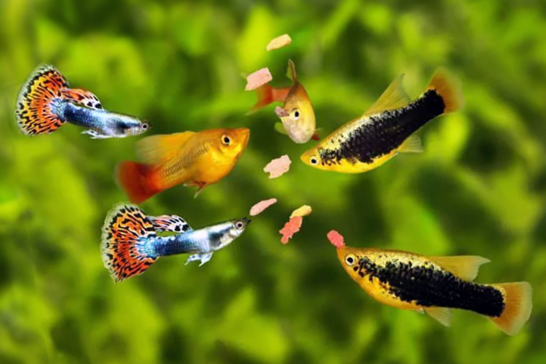 Small tropical fish feeding on flakes