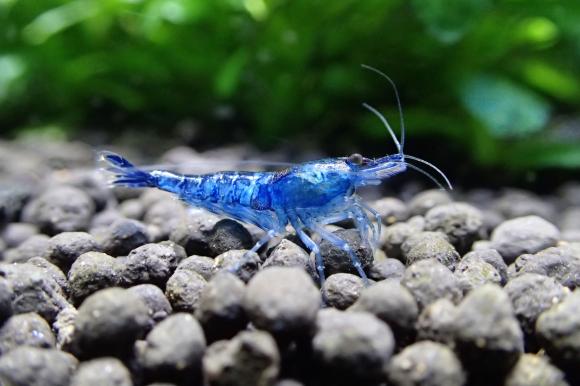 Blue freshwater shrimp