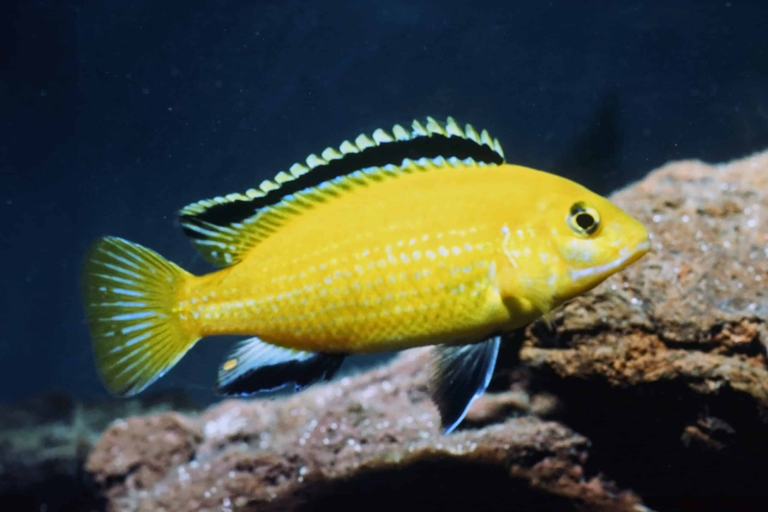 Electric Yellow mbuna cichlid
