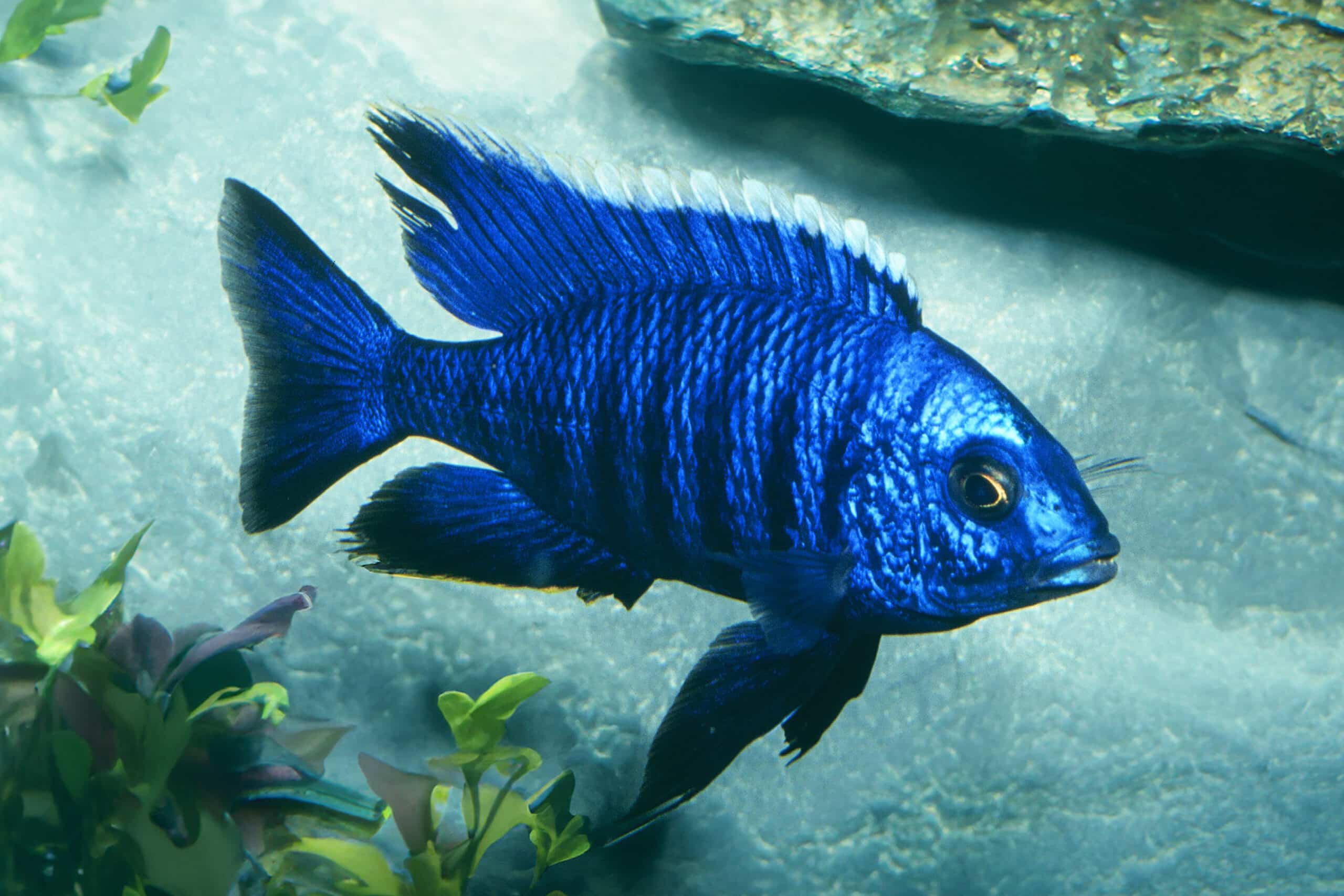 Blue Peacock and Hap cichlid