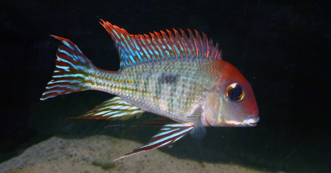 South American cichlid
