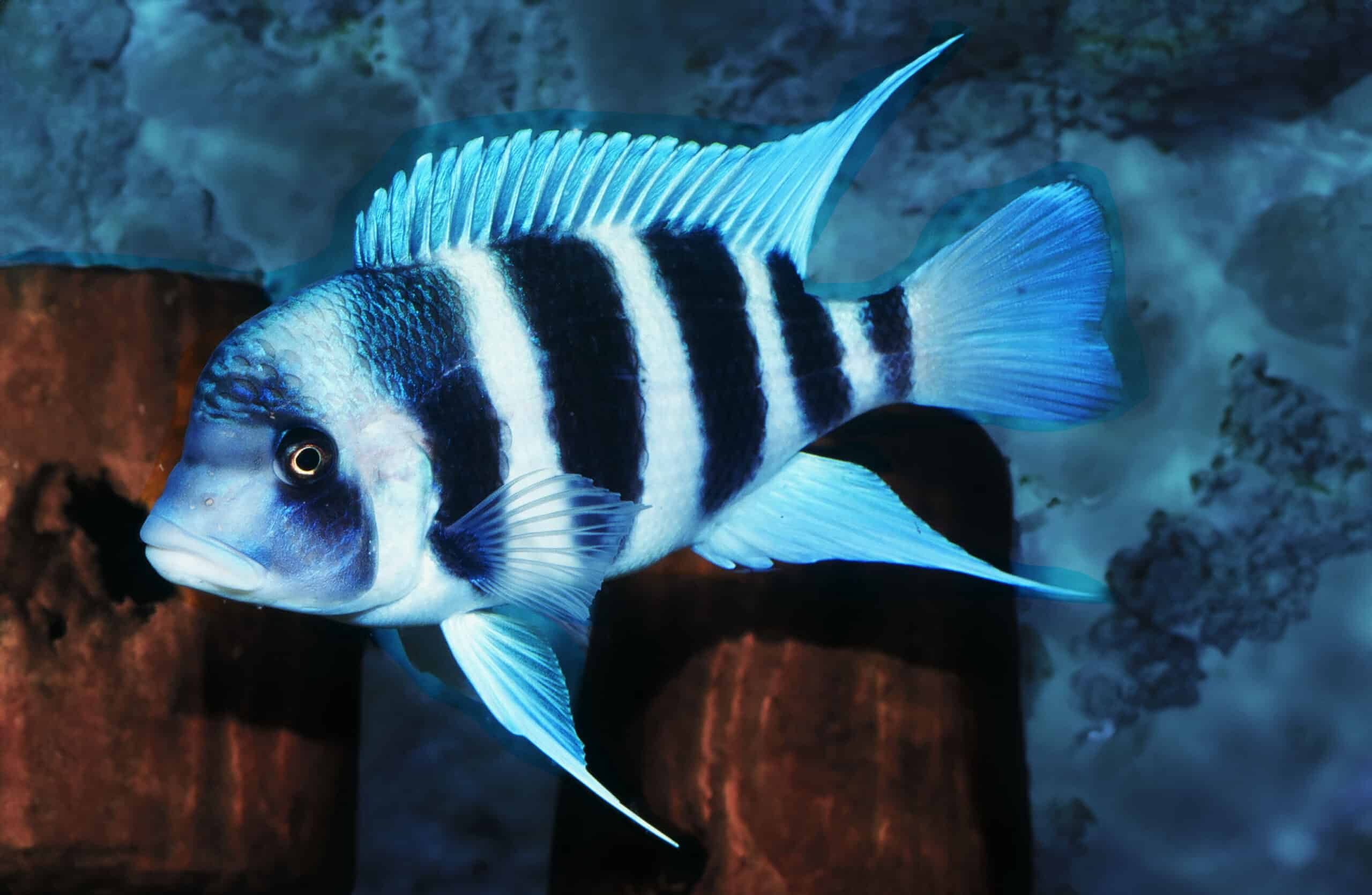 Striped Tanganyikan cichlid