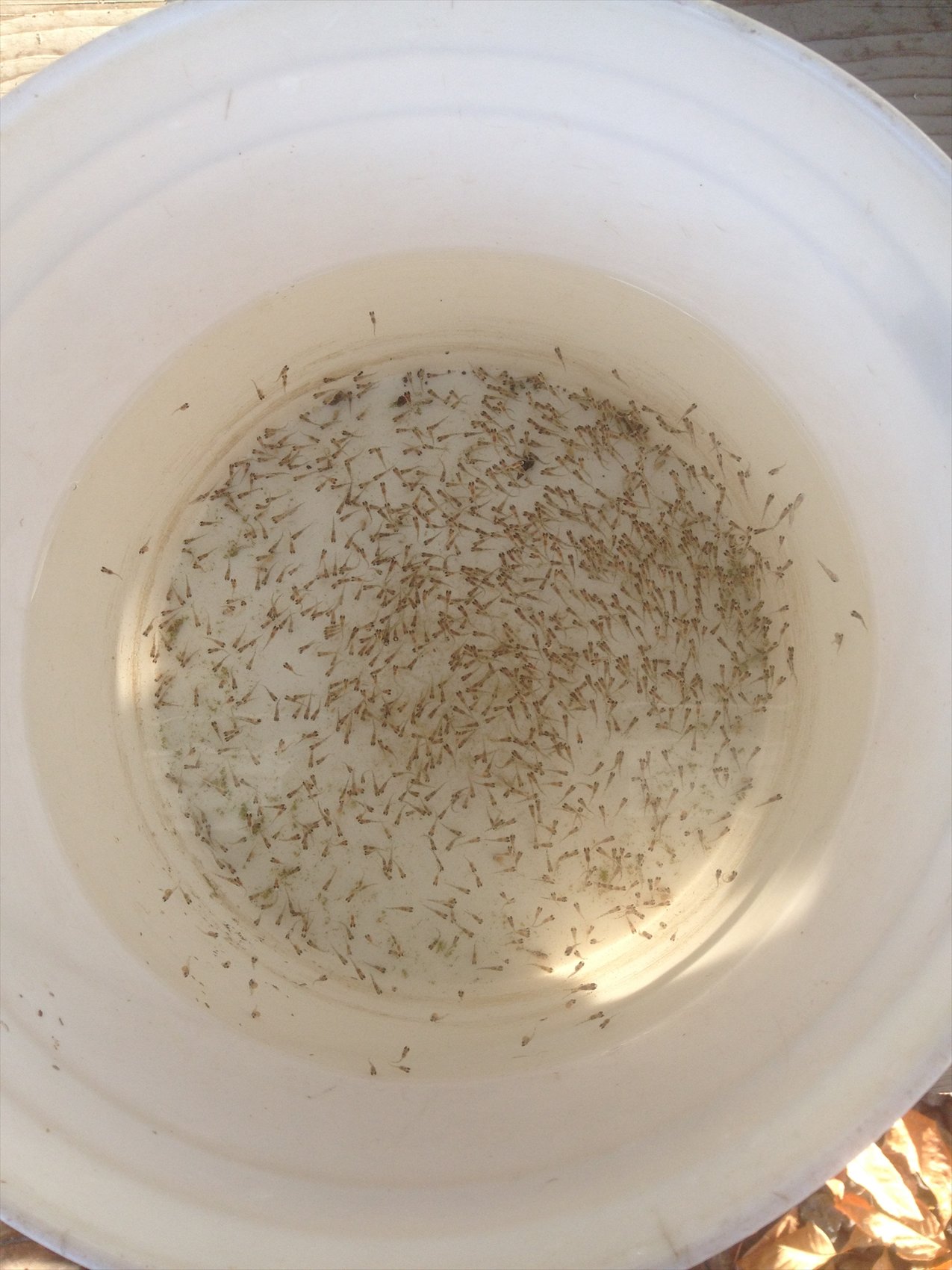 Hundreds of newly hatched fish fry gathered in a farm bucket