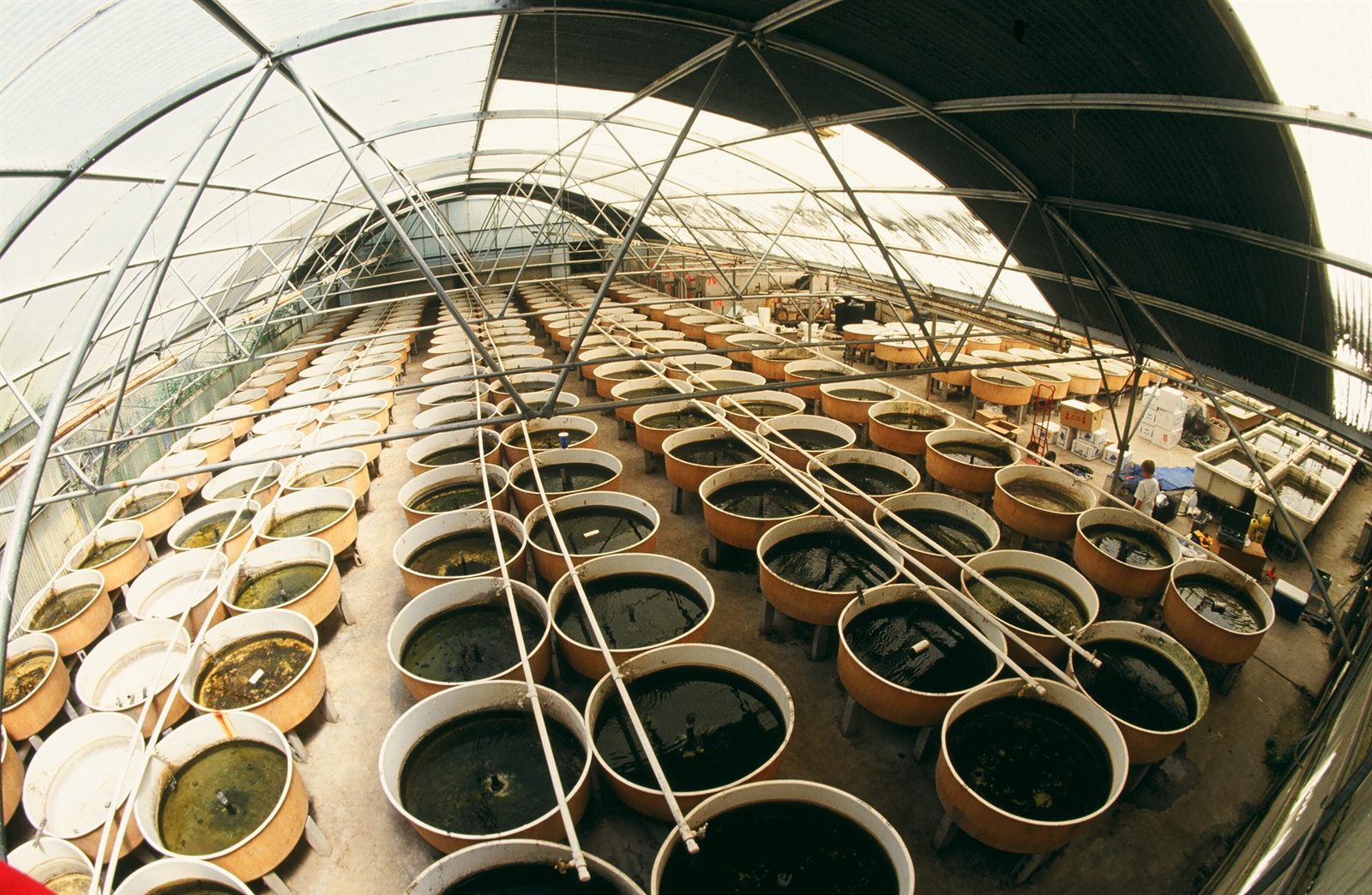 Rows of fish vats inside the Live Fish Direct greenhouse in Bluffdale, Utah