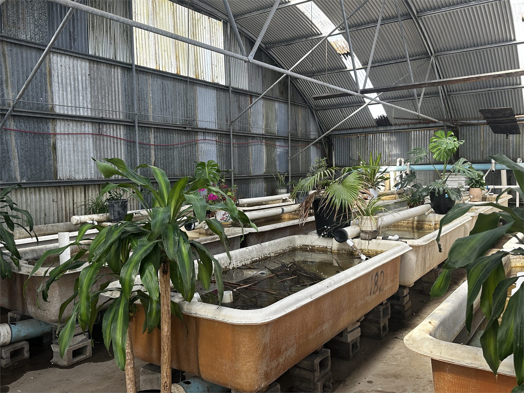 Plant-filled fish vat house at the Live Fish Direct farm