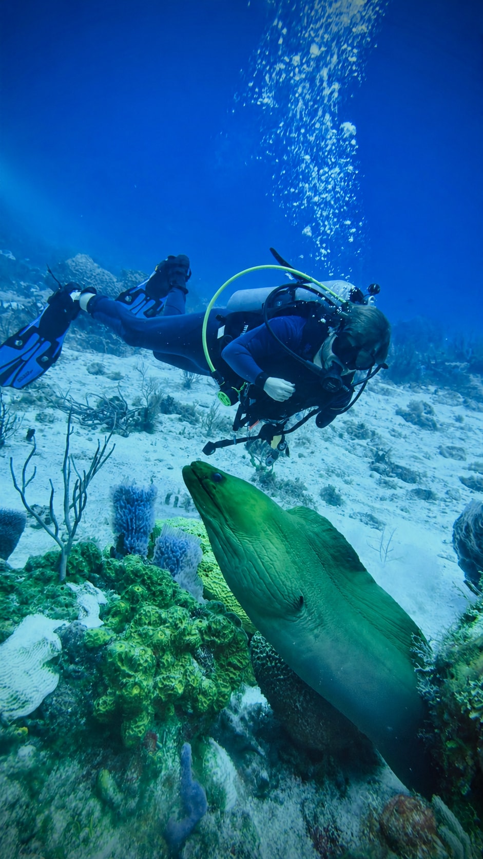 Josh Davis calmly observing a moray eel underwater