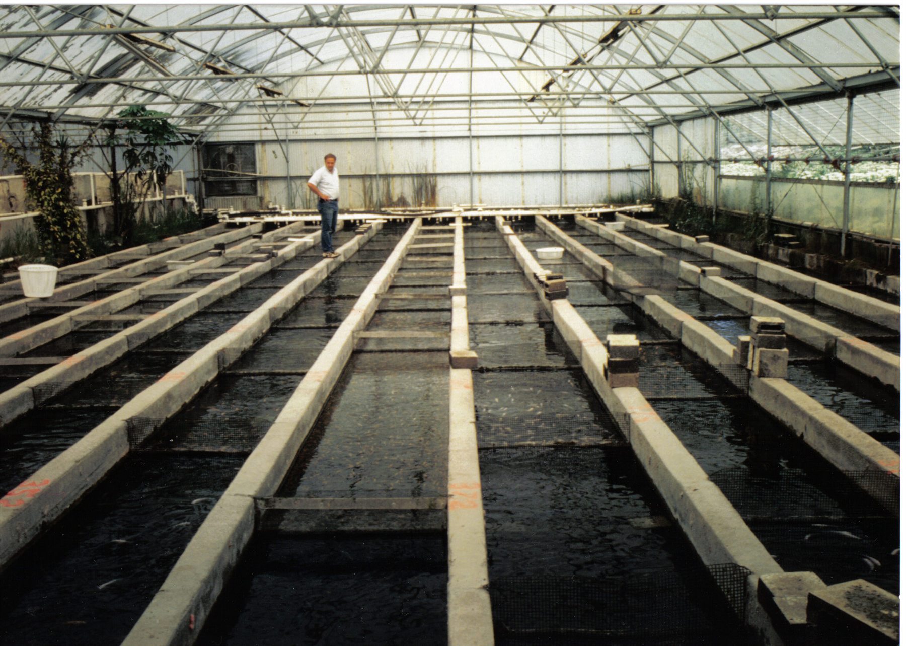 Concrete fish raceways inside the early Live Fish Direct greenhouse