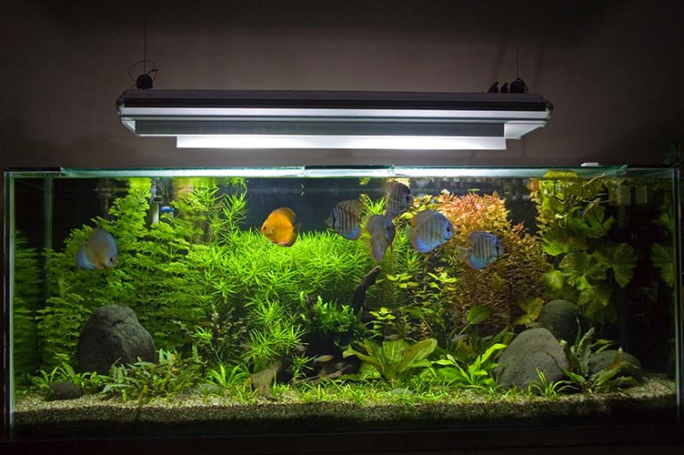 What's the Ideal Tank Set-up for Cichlids - Live Fish Direct