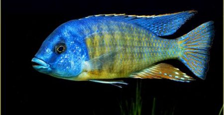 Protomelas taeniolatus Tangerine Tiger Cichlid (Likoma Is.)