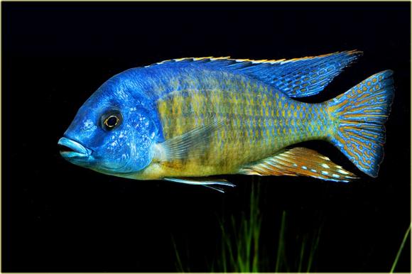 Protomelas taeniolatus Tangerine Tiger Cichlid (Likoma Is.)