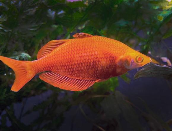 Albino Orange Millenial Rainbowfish