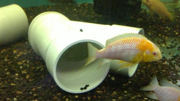 Albino-Red-Face-Mac-3