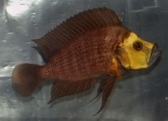 Altolamprologuscompressiceps