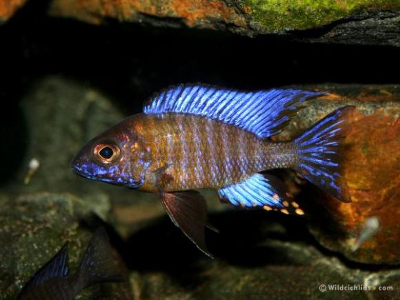 Aulanocara ethelwynnae chitande