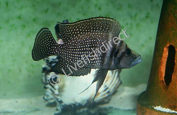 Black-Calvus1