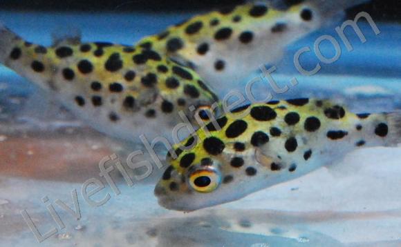 DSC_0046_final