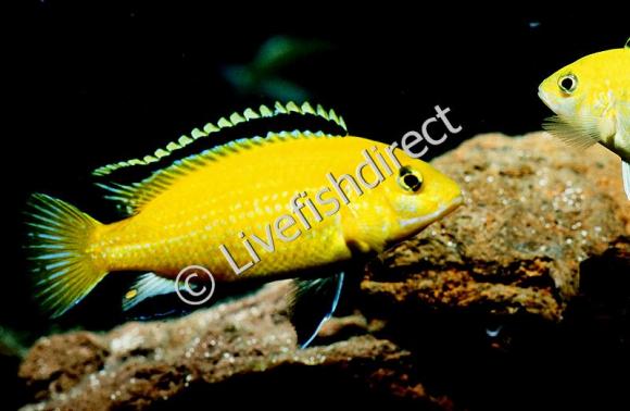 E Yellow 2
