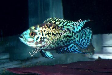 dempsey cichlids