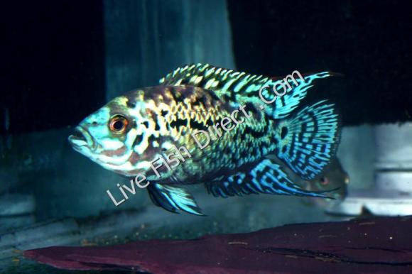 Electric-Blue-Jack-Dempsey-small_final