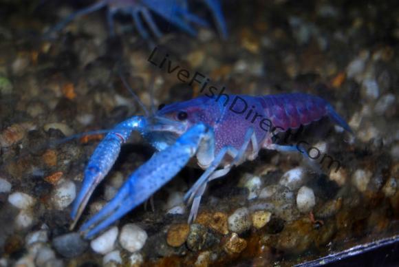 Electric-Blue-Lobster