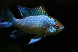 Electric-Blue-Ram
