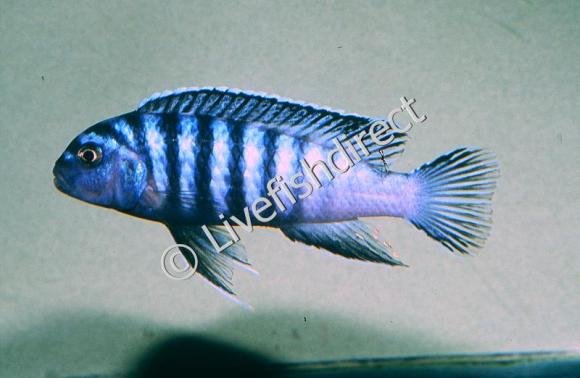 Elongatus-Likoma