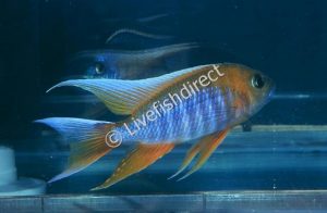 Eureka Red Jake Peacock Cichlid Aulonocara jacobfreibergi