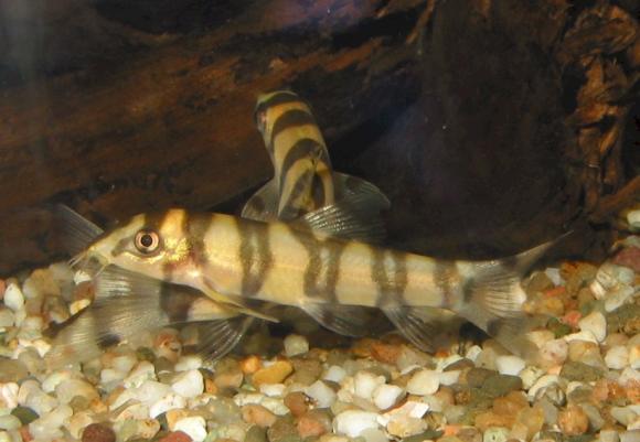 Gold Zebra Botia