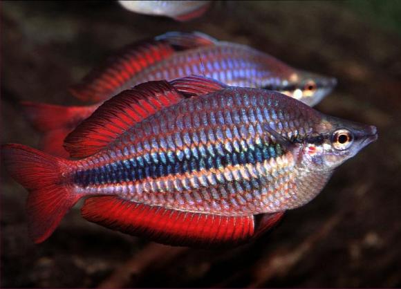 Goyder River Rainbow