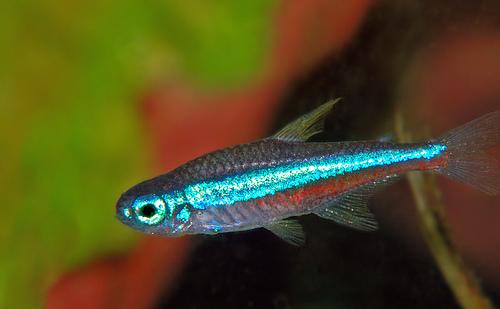 green neon tetra green neon tetra