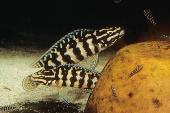 Julidochromis Transcriptus Gombi(1)