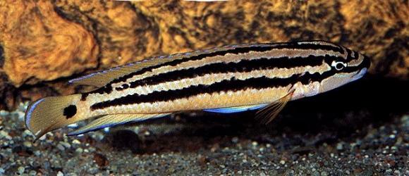 Julidochromis ornatus