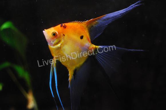 Koi angel