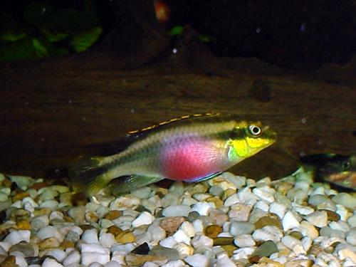 Kribensis