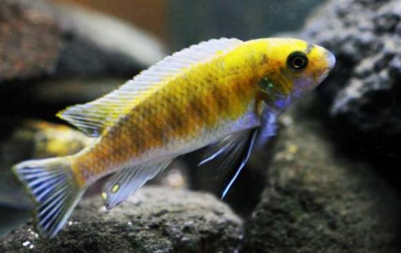 Labeotropheus-Chiofu