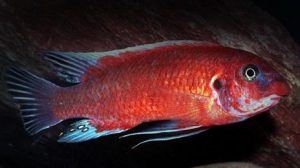 Labeotropheus Trewavasae Ochre Chilumba Cichlid