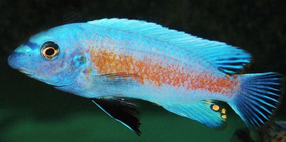 Labeotropheus-manda