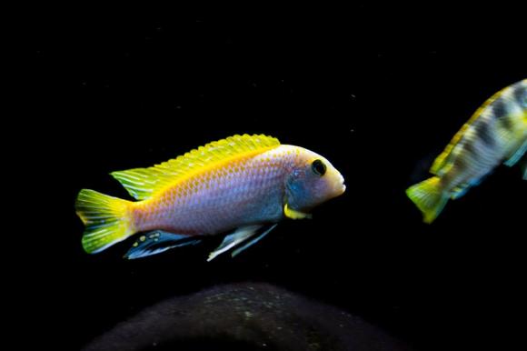 Labidochromis perlmutt Mnnchen - Rebecca Tieseler 10