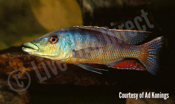 Lic-acuticeps-aq2-800-copy
