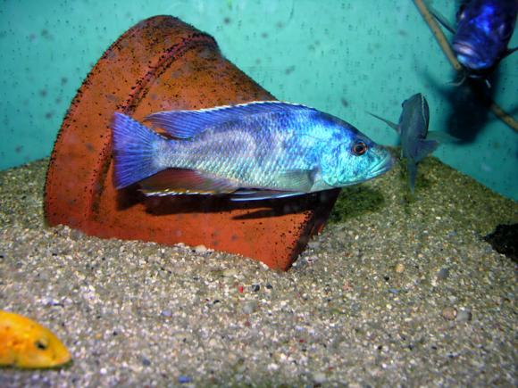 Nimbochromis-polystigma-M