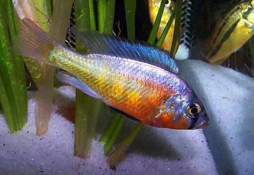 Paralabidochromis_sp_Rock_Kribensis_0001