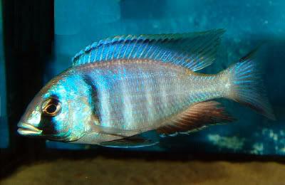 Placidochromis20electra202
