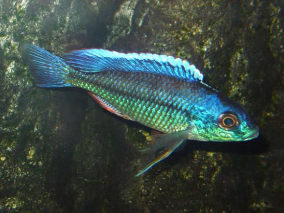 Protomelas marginatus(1)