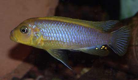 Pseudotropheus_lime-M21